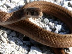 (Midland Brown Snake) coiled