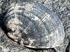(Blotched Nerite) dorsal