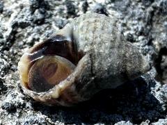 (Radiata Periwinkle) ventral