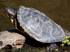 (Pond Slider) dorsal