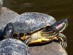 (Pond Slider) profile