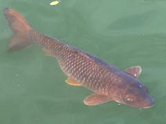 (Common Carp) profile