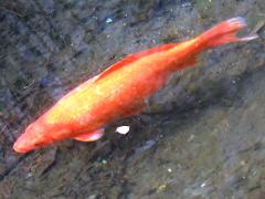 (Goldfish) swimming