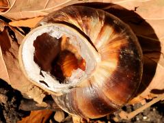 (Turkish Snail) ventral