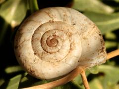 (Eastern Heath Snail) dorsal