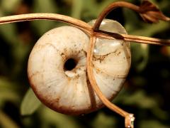 (Eastern Heath Snail) ventral