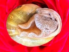 (White-lipped Snail) ventral