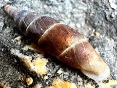 (Plaited Door-Snail) dorsal