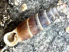(Plaited Door-Snail) ventral