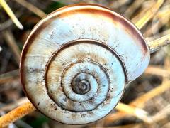 (Eastern Heath Snail) dorsal