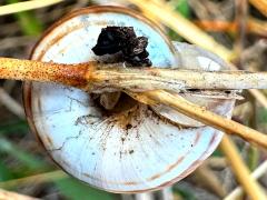 (Eastern Heath Snail) ventral