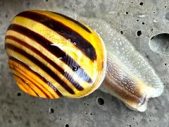 (White-lipped Snail) dorsal brown