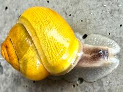 (White-lipped Snail) dorsal yellow