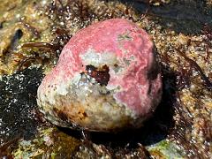 (Banded Tegula) upperside