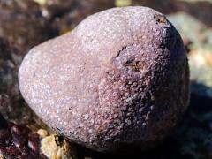 (Banded Tegula) dorsal