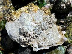 (Pacific Oyster) dorsal