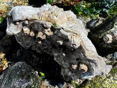 (Pacific Oyster) profile