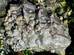 (Pacific Oyster) upperside