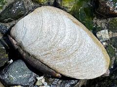 (Butter Clam) lateral