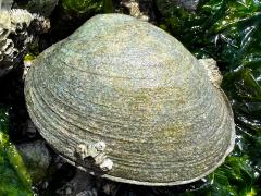 (Butter Clam) upperside
