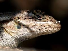 (Western Fence Lizard) head