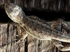 (Western Fence Lizard) dorsal