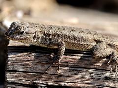 (Western Fence Lizard) profile
