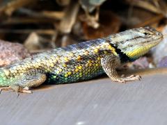 (Desert Spiny Lizard) profile