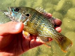 (Green Sunfish) profile