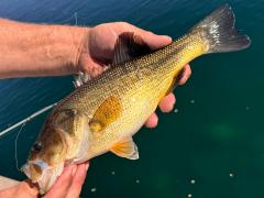 (Largemouth Bass) profile