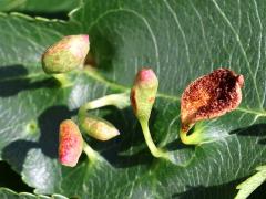(Black Cherry Leaf Gall Mite) upperside galls on Black Cherry