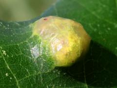 (Oak Blister Gall Mite) upperside gall on Bur Oak