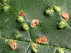 Ash Bead Gall Mite upperside galls on Green Ash