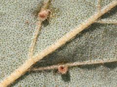 (River Birch) Eriophyidae Gall Mite underside galls on River Birch