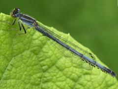 (Water Mite and Eastern Forktail)