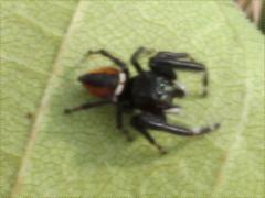 (Brilliant Jumping Spider) dorsal