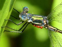 (Water Mite and Emerald Spreadwing)