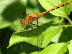 (Water Mite) (White-faced Meadowhawk)