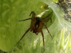 (Agelenopsis Grass Spider) funnel