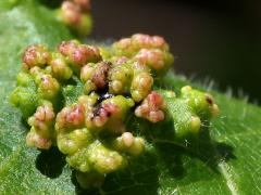 (Poison Ivy) Poison Ivy Leaf Mite upperside galls on Poison Ivy