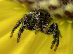 (Bold Jumping Spider) frontal