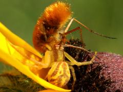 (Bombyliinae Bee Fly) (Northern Crab Spider) eating