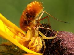 (Northern Crab Spider eats Bee Fly)