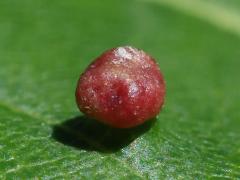 Maple Bladdergall Mite upperside gall on Red Maple