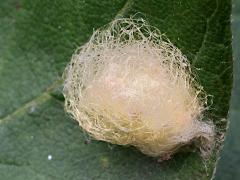 (Common Pirate Spider) egg sac on Pokeweed