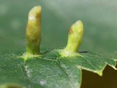 Lime Nail Gall Mite tip galls on American Linden