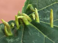 Lime Nail Gall Mite upperside galls on American Linden