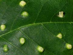 Ash Bead Gall Mite upperside galls on Green Ash