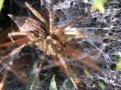 (Agelenopsis Grass Spider) dorsal
