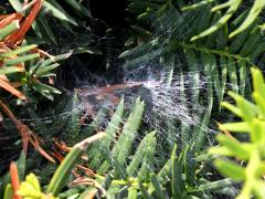 (Agelenopsis Grass Spider) web